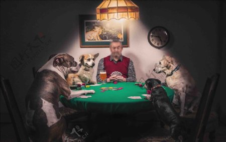 一个男人和四条狗赌博