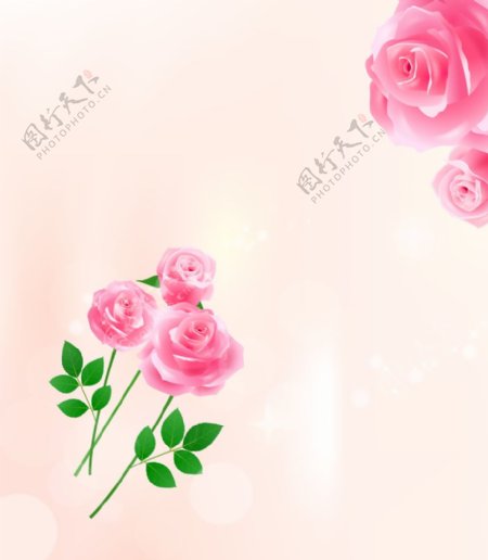 玫瑰花朵