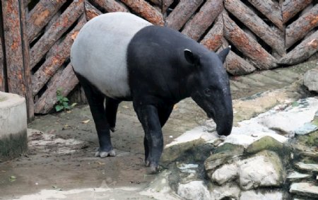 北京动物园马来貘