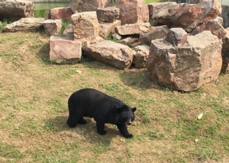 黑熊狗熊哺乳动物