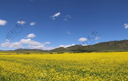 油菜花田