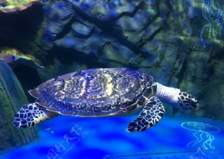 玳瑁龟海底世界