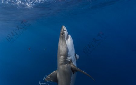 鲨鱼大白鲨海洋动物
