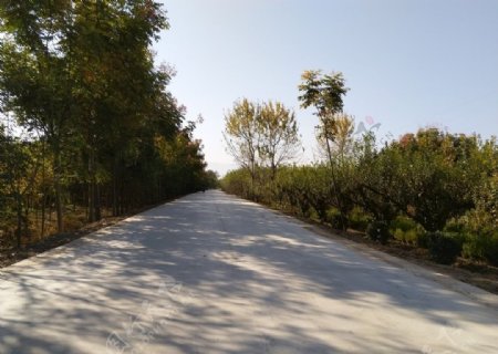 乡村道路风景