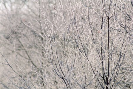 雪中的树枝