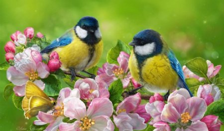 两个山雀鸟粉红色的苹果花