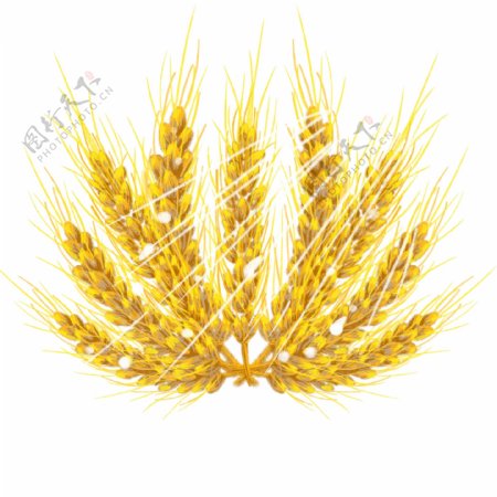 原创手绘麦穗麦子节日海报素材免抠PSD