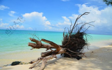美人鱼岛海滩的枯木