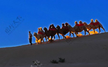 沙漠骆驼旅游观光蓝天