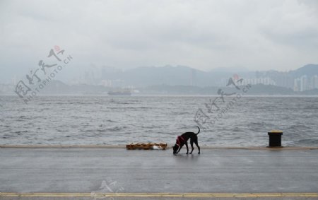 香港西环码头的狗