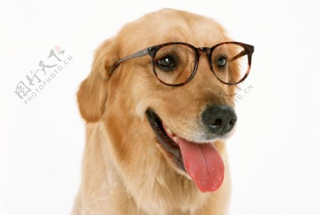 戴眼镜的狗狗