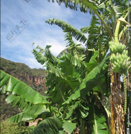 蓝天下的香蕉树