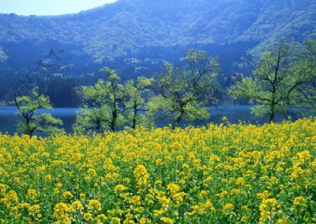 油菜花