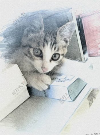 猫可爱素描彩铅
