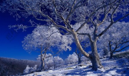 冬季雪景树木树林冬天