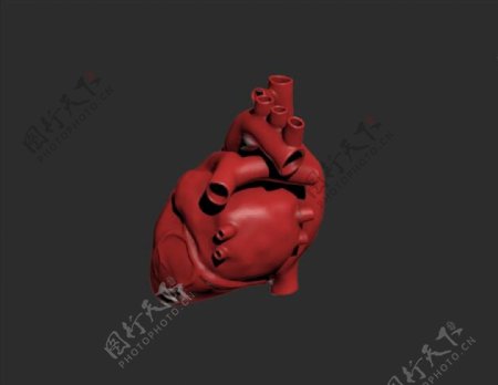 人体心脏器官模型