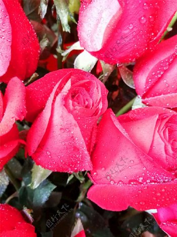 雨中盛开的玫瑰花
