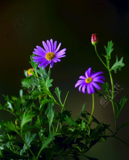 紫色柳叶菊