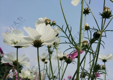 漂亮的菊花摄影