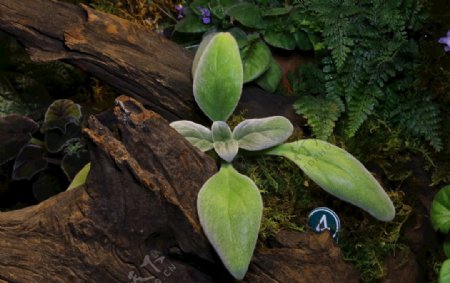 苦苣苔植物