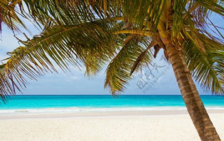 海滩海洋椰子