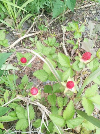 蛇莓