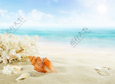 沙滩上的珊瑚和贝壳