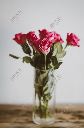 玫瑰花摄影玫瑰花苞