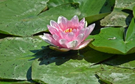 池塘粉色睡莲花朵