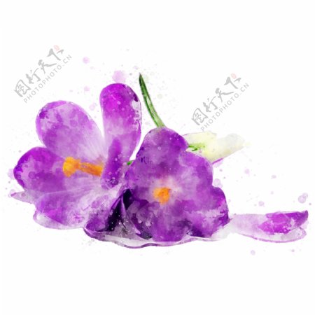 抽象手绘紫色花卉水彩元素