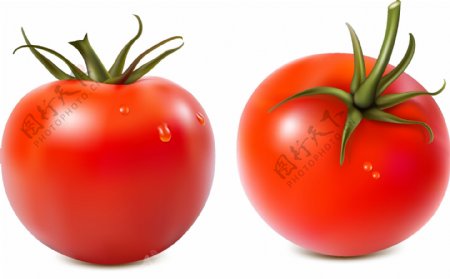 新鲜有机蔬菜番茄矢量图