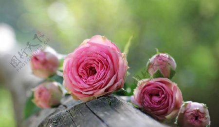 玫瑰花粉色花