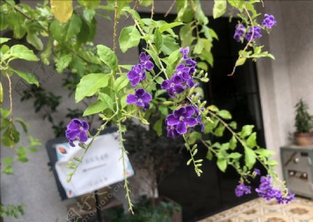 紫色小花植物花卉