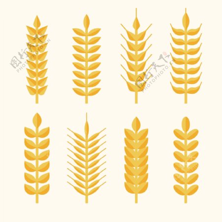 8款金色小麦合集设计