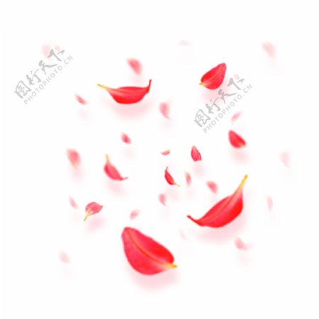 漂浮元素红色花瓣商用矢量素材