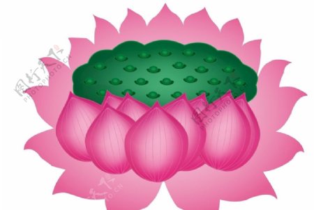 荷花莲蓬矢量图粉色花瓣