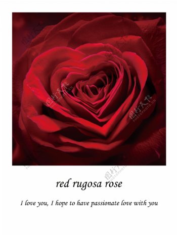 红玫瑰
