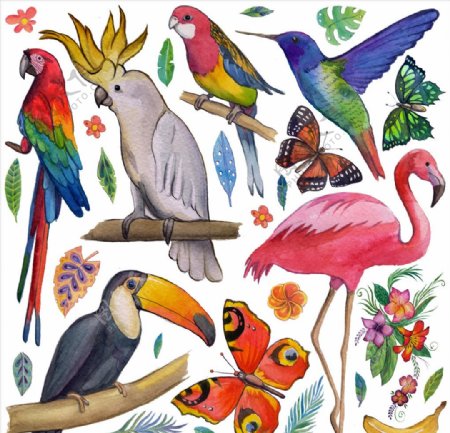 水彩手绘鸟类