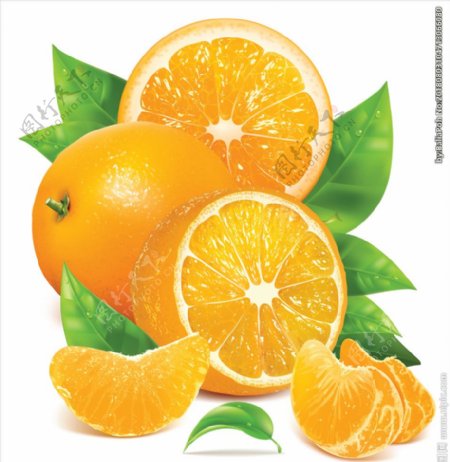 橙子矢量素材