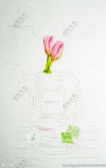 彩铅写实绘画郁金香花瓶
