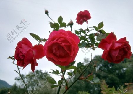 手机壁纸玫瑰