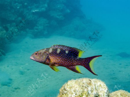 深海热带鱼