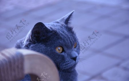 大胖烟头蓝猫