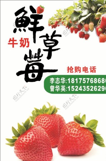 草莓广告