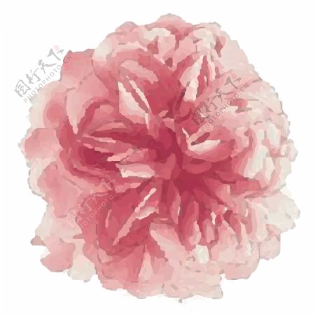 粉红色手绘牡丹花可商用