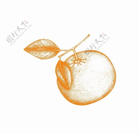 矢量手绘橘子柑橘