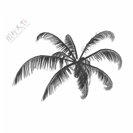 手绘黑白枯木椰子树叶剪影可商用素材