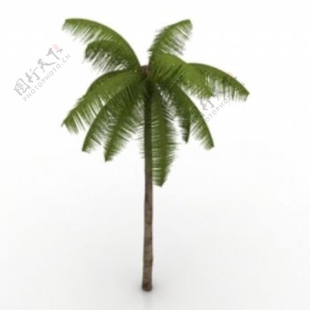 海滩的椰子模型