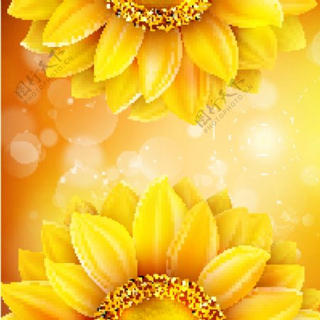 简约向日葵花朵金色背景纹理素材