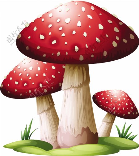 食物蘑菇素材